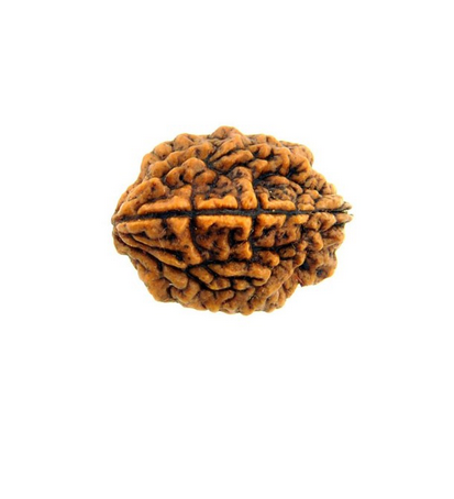 2 mukhi rudraksha 