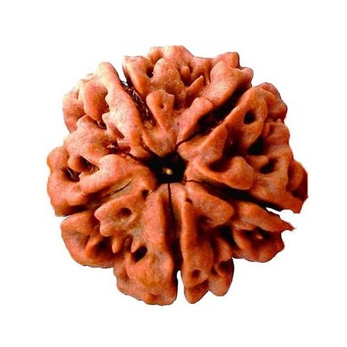 5 mukhi rudraksha