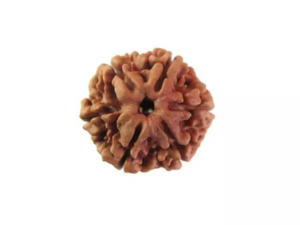 6 mukhi rudraksha 