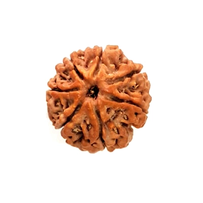 Seven Mukhi Rudraksha