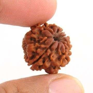 ek mukhi rudraksha